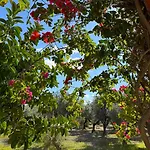 Villa Fig Tree *