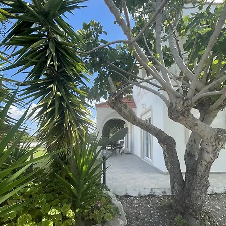 Fig Tree Fánai