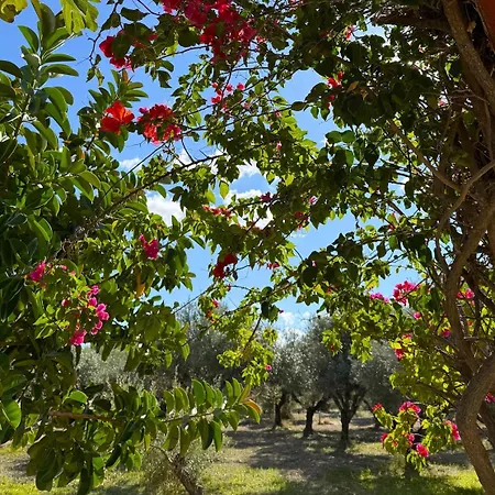 Villa Fig Tree *