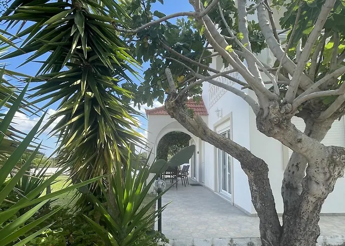 Fig Tree Fánai