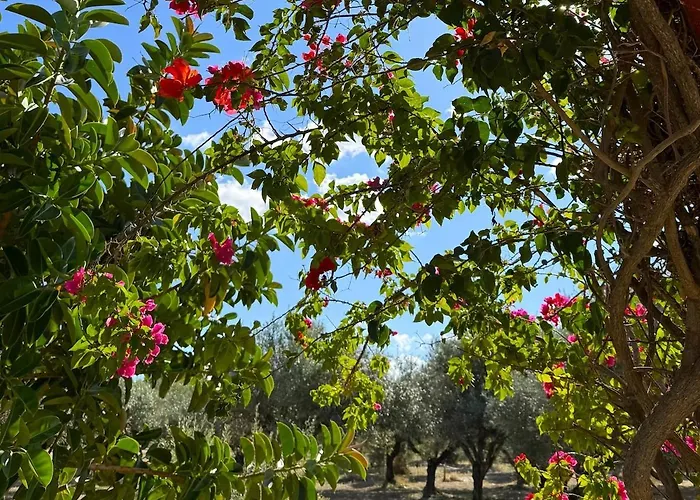 Вилла Fig Tree *